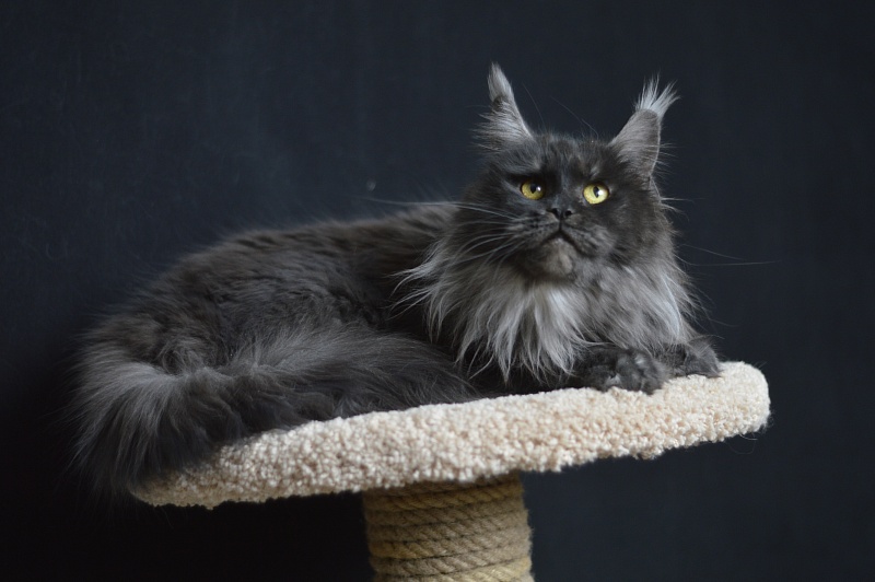 Happiness from Cat Harbour - Adult maine-coon 2 years 3 months 2 weeks
