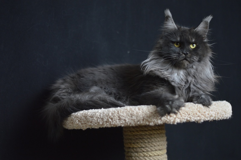 Happiness from Cat Harbour - Adult maine-coon 2 years 3 months 2 weeks