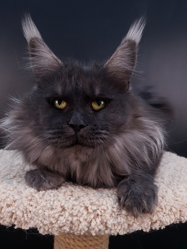 Happiness from Cat Harbour - Adult maine-coon 2 years 11 months 3 weeks