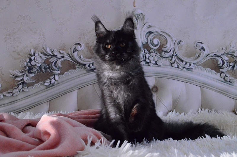 Happiness from Cat Harbour - Adult maine-coon 10.5 months