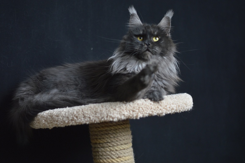 Happiness from Cat Harbour - Adult maine-coon 2 years 3 months 2 weeks