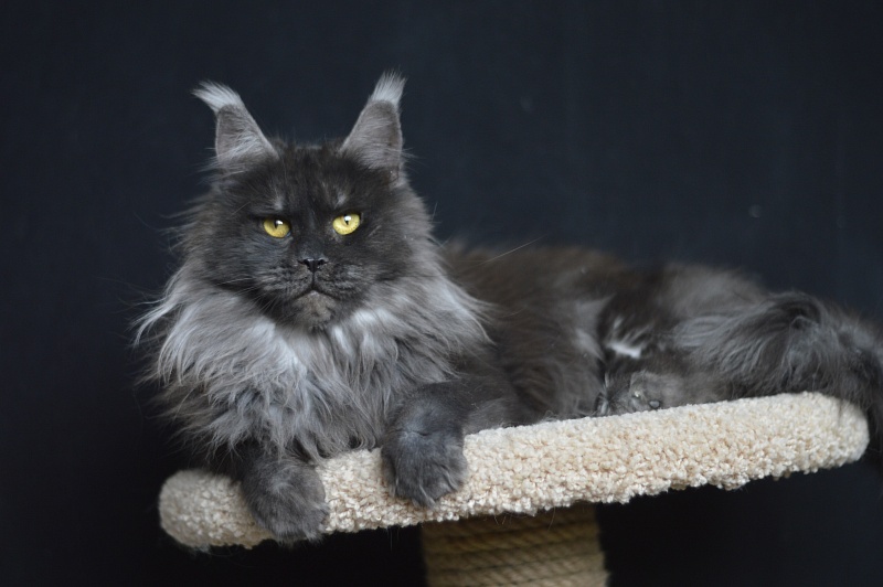 Happiness from Cat Harbour - Adult maine-coon 2 years 3 months 2 weeks