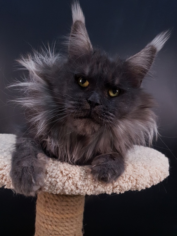 Happiness from Cat Harbour - Adult maine-coon 2 years 11 months 3 weeks