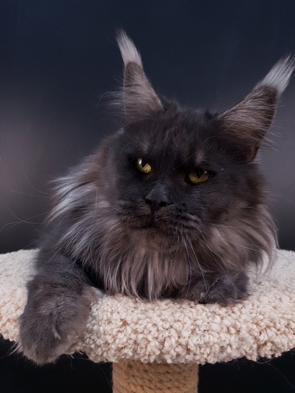 Happiness from Cat Harbour - Adult maine-coon 2 years 11 months 3 weeks