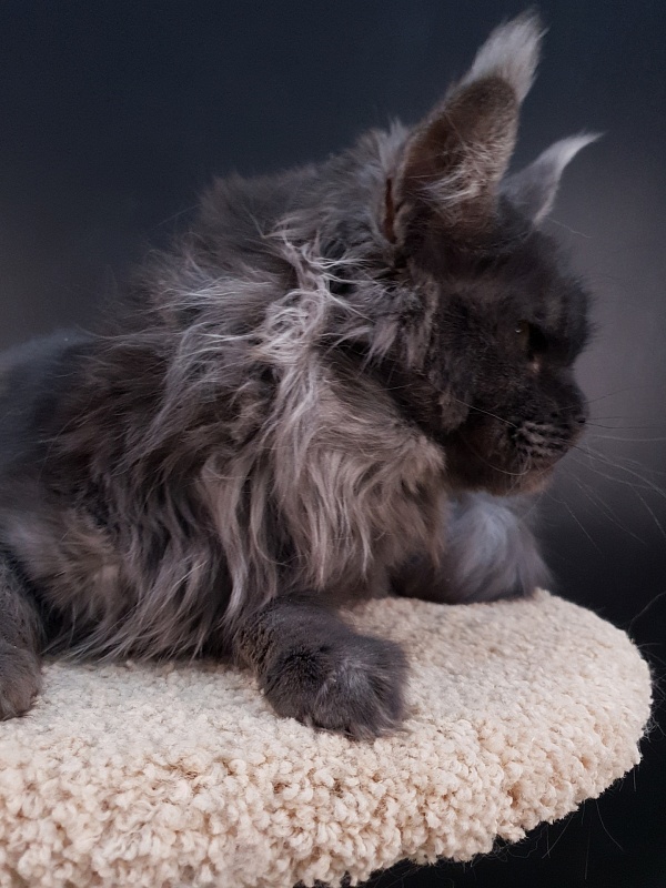 Happiness from Cat Harbour - Adult maine-coon 2 years 11 months 3 weeks