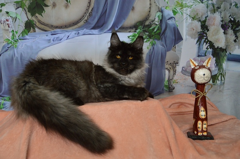 Happiness from Cat Harbour - Adult maine-coon 10.5 months