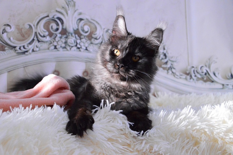 Happiness from Cat Harbour - Adult maine-coon 10.5 months