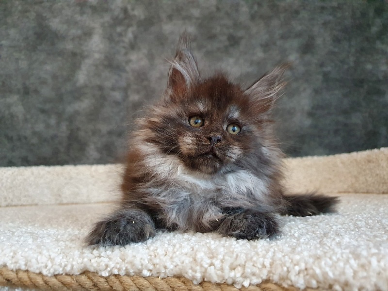 Happiness from Cat Harbour - Kitten maine-coon 1 month