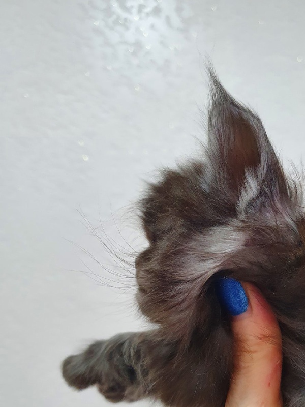 Happiness from Cat Harbour - Kitten maine-coon 1 month