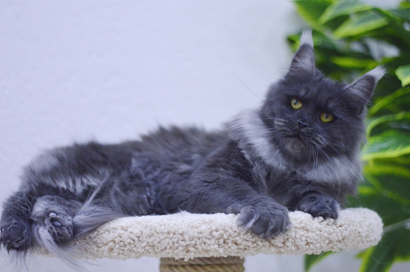 Happiness from Cat Harbour - Adult maine-coon 2 years 2.5 weeks