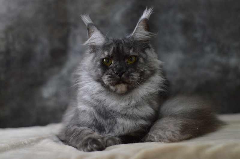 Visa Akbars - Adult maine-coon 1 year 8 months 1 week