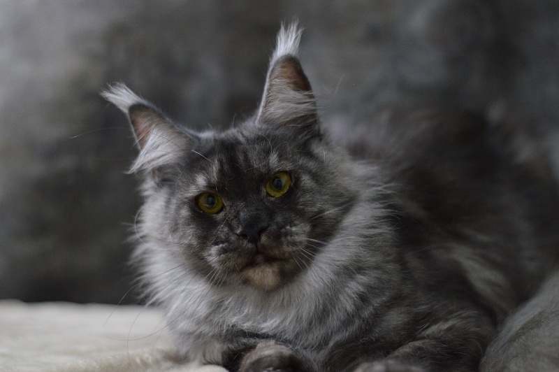 Visa Akbars - Adult maine-coon 1 year 8 months 1 week