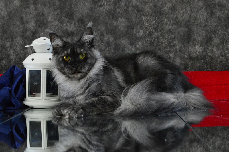 Visa Akbars - Adult maine-coon 1 year 8 months 1 week