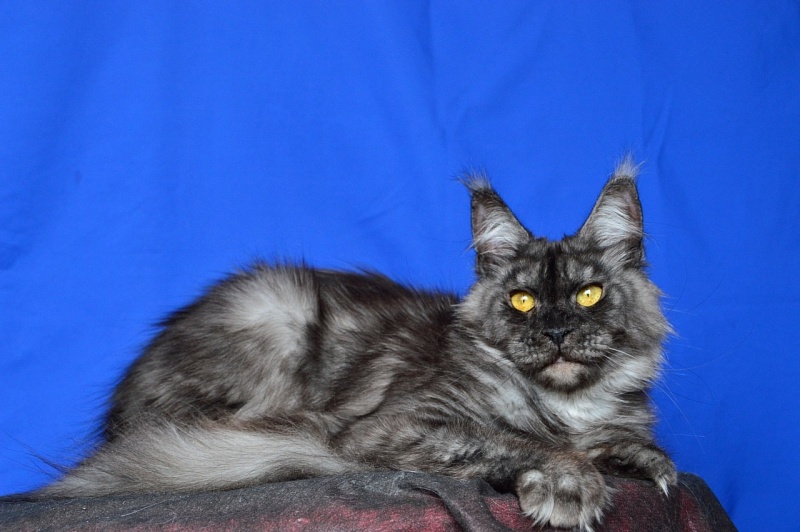 Visa Akbars - Adult maine-coon 1 year 8 months 1 week