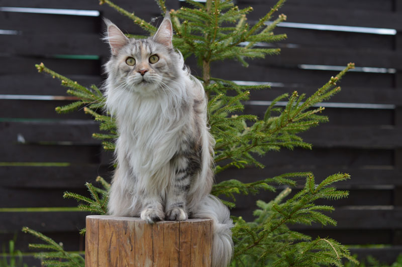 Ufacoon's Ellis - мейн-кун 20.06.2018