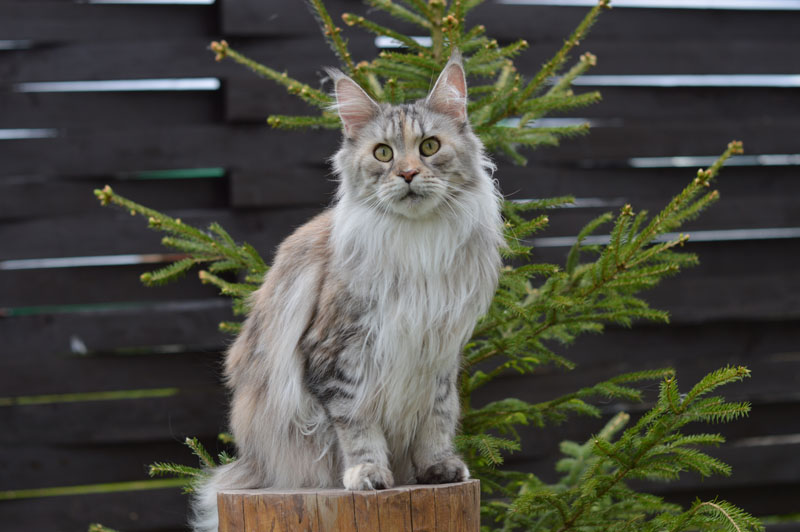 Ufacoon's Ellis - мейн-кун 20.06.2018