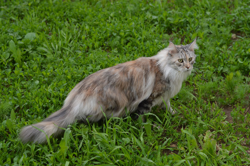 Ufacoon's Ellis - мейн-кун 20.06.2018