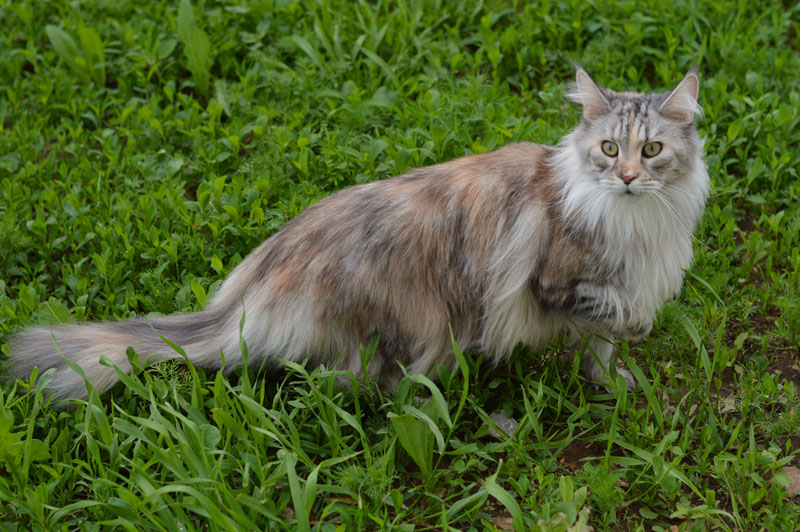 Ufacoon's Ellis - мейн-кун 20.06.2018