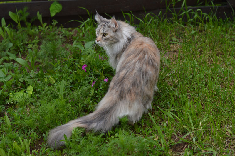 Ufacoon's Ellis - мейн-кун 20.06.2018