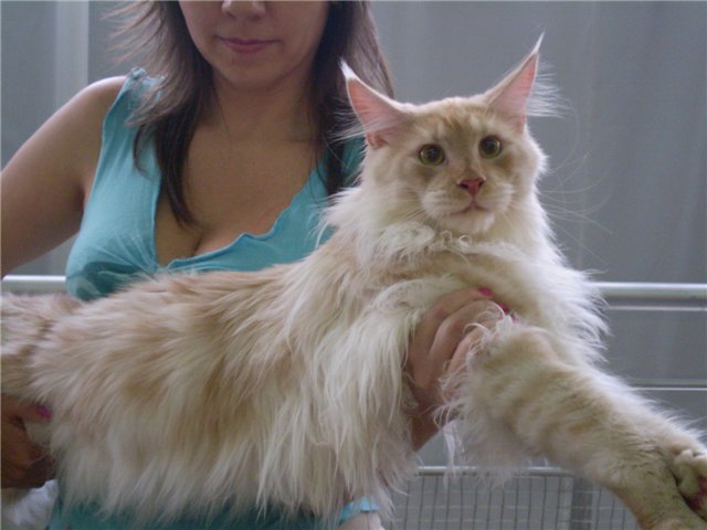Darvin Krasnyi Dar - maine-coon