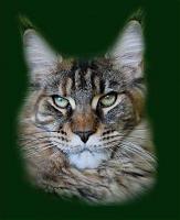 Betty Bea Hairy Majesty