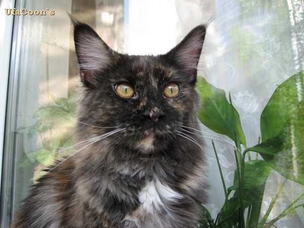 Bridget Perfect Cat - maine-coon