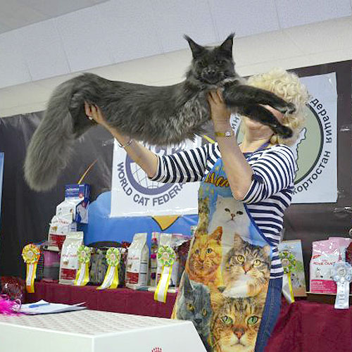 Ivory Coast from Tassel Magic - maine-coon