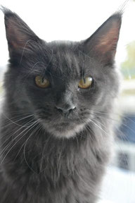 Sharm World Wild Soul Blue - maine-coon