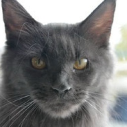 Sharm World Wild Soul Blue