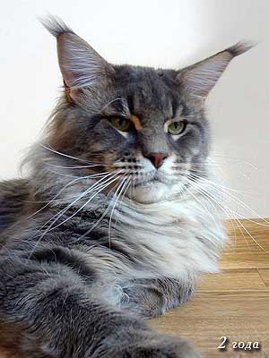 Buffalo Krasnyi Dar - мейн-кун 21.01.2012