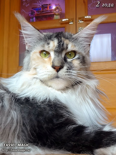 Cherokee from Tassel Magic - maine-coon