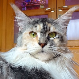 Cherokee from Tassel Magic