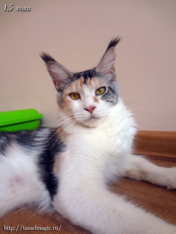 Doriana of Mister Coon - мейн-кун 30.06.2011