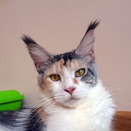 Doriana of Mister Coon