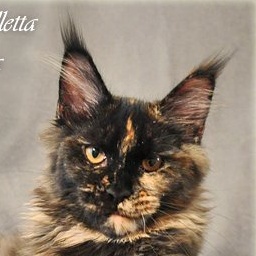 Sharm World La Valletta