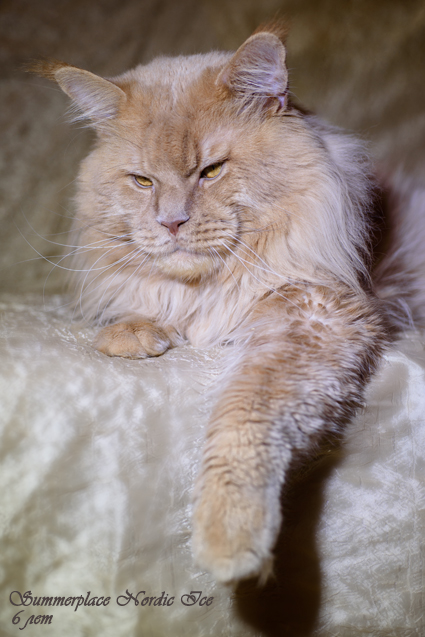 Summerplace Nordic Ice - мейн-кун