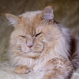 Summerplace Nordic Ice