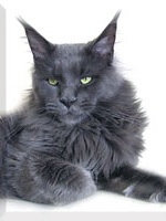 Langstteich's Wild Blue Scorpio