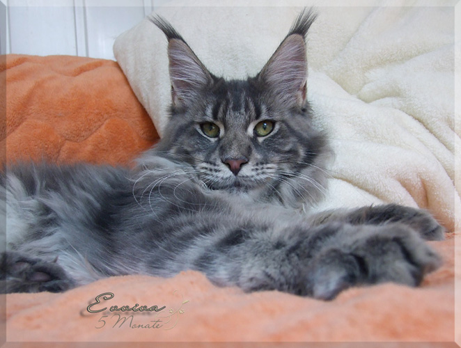 Langstteich's WL'Evviva - maine-coon