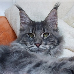 Langstteich's WL'Evviva