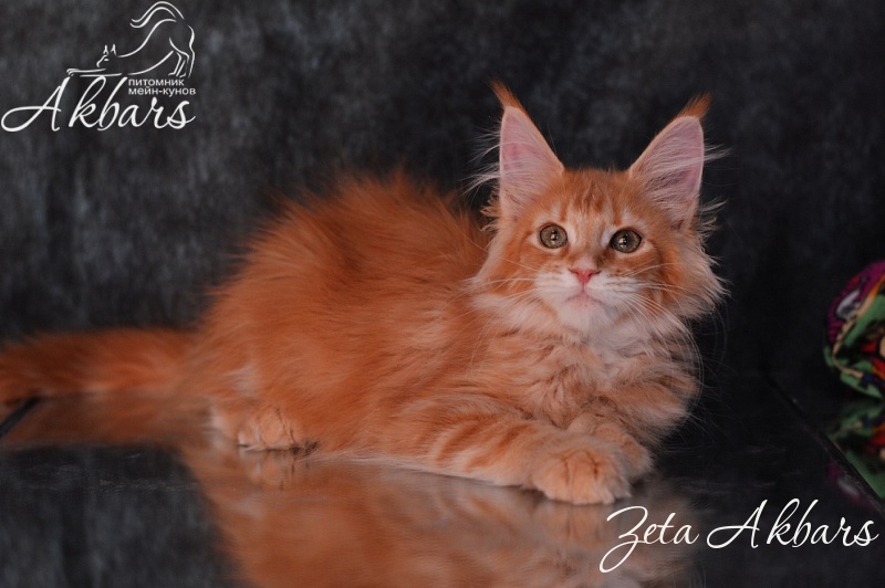Zeta Akbars (polydactyl) - maine-coon