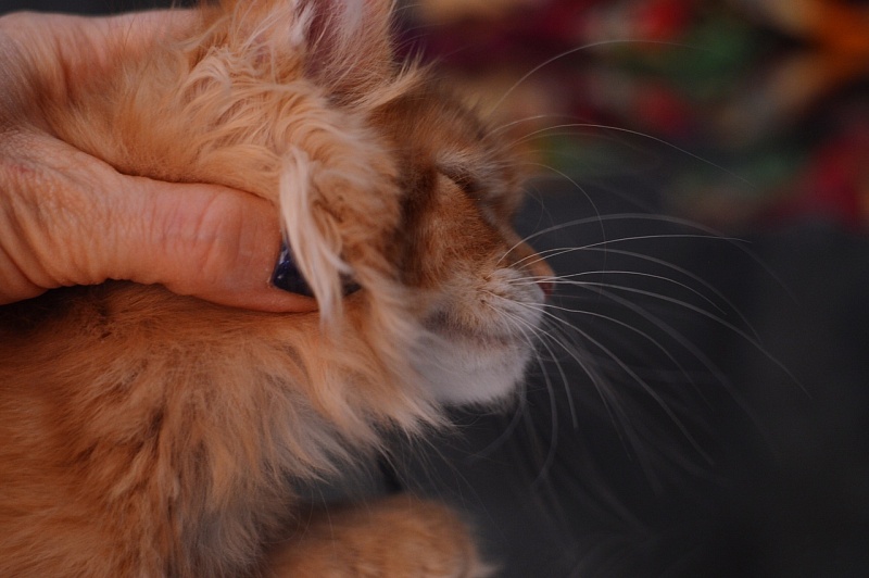 Zeta Akbars (polydactyl) - maine-coon