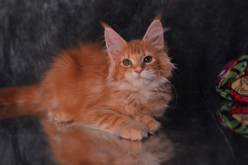 Zeta Akbars (polydactyl) - maine-coon