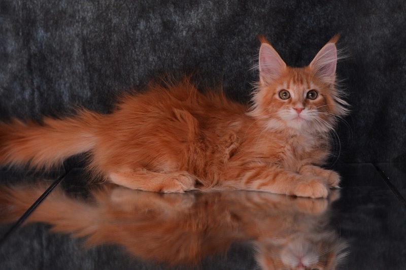 Zeta Akbars (polydactyl) - maine-coon