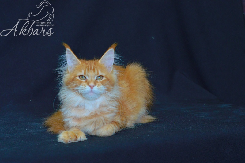 Zeta Akbars (polydactyl) - Kitten maine-coon 4 months 2.5 weeks