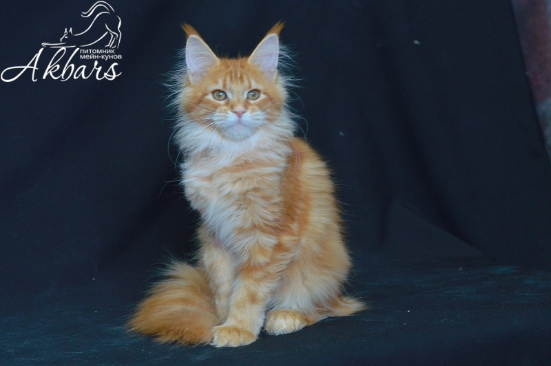 Zeta Akbars (polydactyl) - Kitten maine-coon 4 months 2.5 weeks