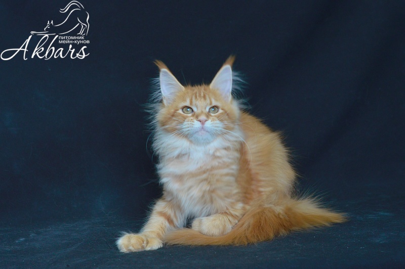 Zeta Akbars (polydactyl) - Kitten maine-coon 4 months 2.5 weeks