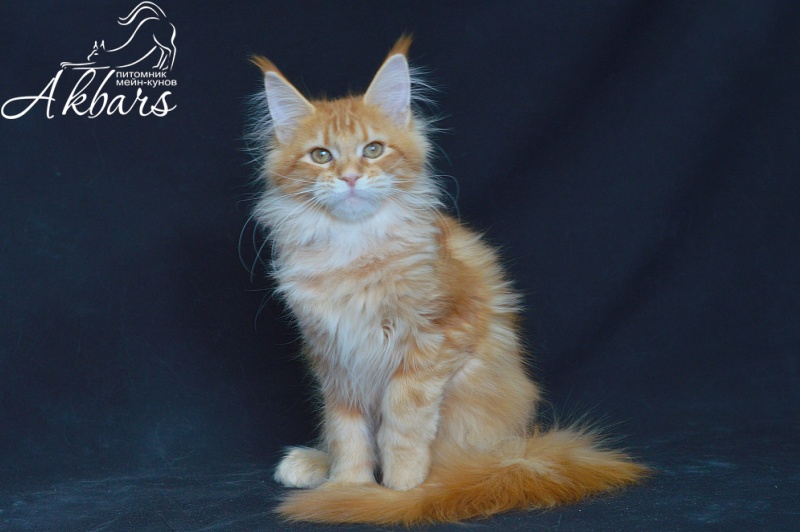 Zeta Akbars (polydactyl) - Kitten maine-coon 4 months 2.5 weeks