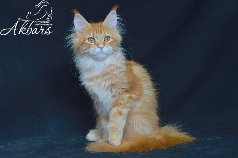 Zeta Akbars (polydactyl) - Kitten maine-coon 4 months 2.5 weeks