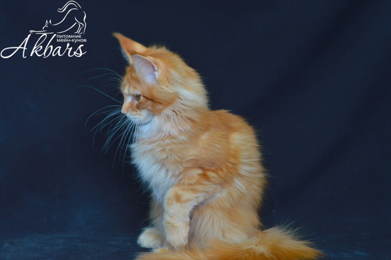 Zeta Akbars (polydactyl) - Kitten maine-coon 4 months 2.5 weeks